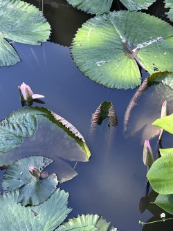 IMG_5035.jpeg IMG_5035.jpeg