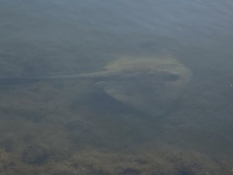 IMG_4486.JPEG IMG_4486.JPEG