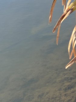 IMG_4487.JPEG IMG_4487.JPEG