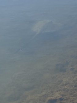 IMG_4488.JPEG IMG_4488.JPEG