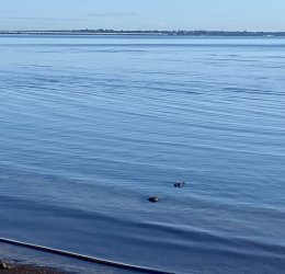 IMG_2092.jpeg IMG_2092.jpeg