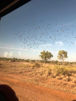 CQRL8776 budgies.JPG CQRL8776 budgies.JPG