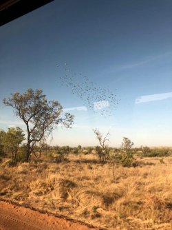 VRMB2167 budgies.JPG VRMB2167 budgies.JPG