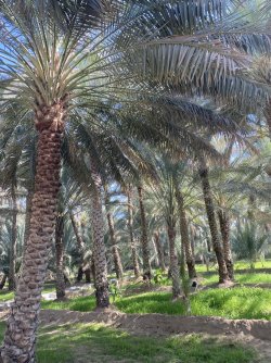 Oasis Al ain (2).jpg Oasis Al ain (2).jpg