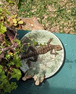 PXL_20231025_011753167.jpg PXL_20231025_011753167.jpg