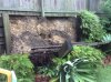 ImageUploadedByAustFreqFly1422055907.880419.jpg ImageUploadedByAustFreqFly1422055907.880419.jpg