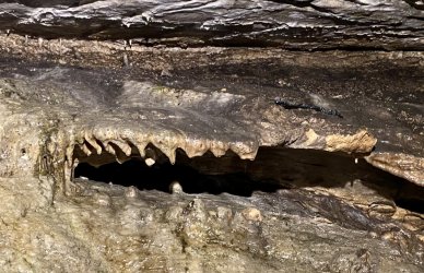 IMG_0393.jpeg IMG_0393.jpeg