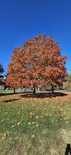 20231028_125215.jpg 20231028_125215.jpg