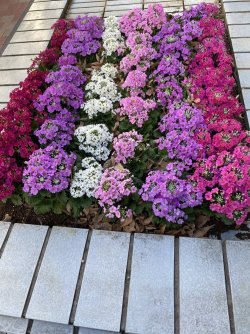 IMG_6695.jpg IMG_6695.jpg