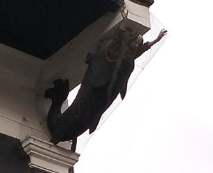 n97.jpg n97.jpg