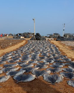 1X7A0183.JPG 1X7A0183.JPG