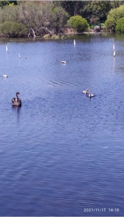 Lake_Claremont_WA-2021.jpg Lake_Claremont_WA-2021.jpg