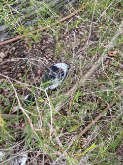 IMG_7673.jpeg IMG_7673.jpeg