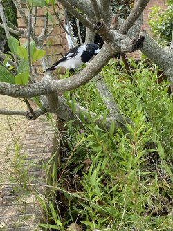 IMG_7674.jpeg IMG_7674.jpeg