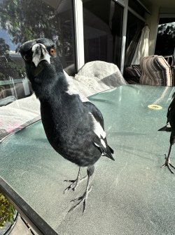 IMG_0789.jpeg IMG_0789.jpeg