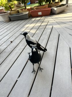 IMG_0791.jpeg IMG_0791.jpeg