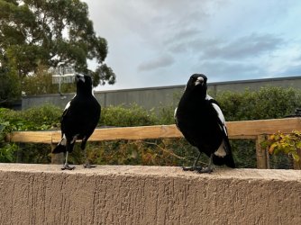 IMG_1042.jpeg IMG_1042.jpeg