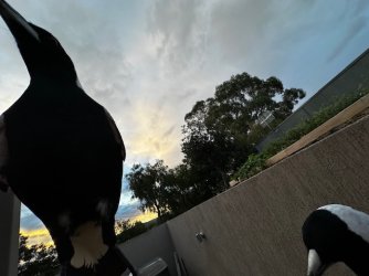 IMG_1044.jpeg IMG_1044.jpeg