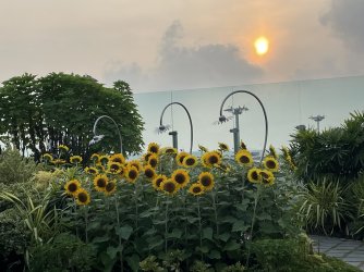 Sunflower Terrace SIN T2.jpg