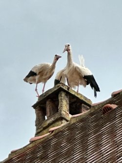 IMG_9829.jpeg IMG_9829.jpeg