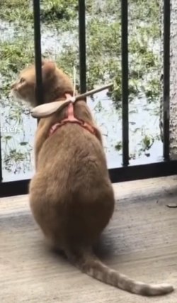 Clipboard Image (3).jpg Clipboard Image (3).jpg