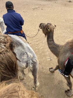 IMG_7213.jpeg IMG_7213.jpeg