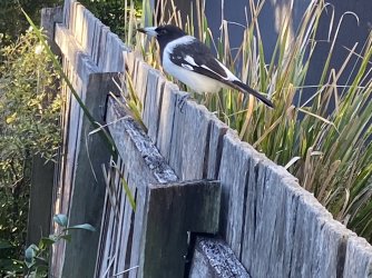 IMG_9490.jpg IMG_9490.jpg