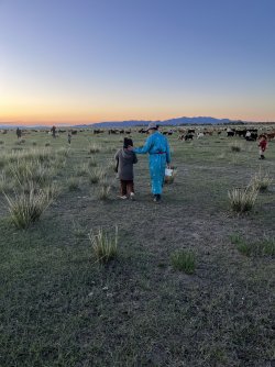 IMG_7333.jpeg IMG_7333.jpeg