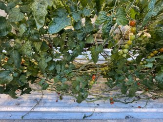 IMG_4852.jpeg IMG_4852.jpeg