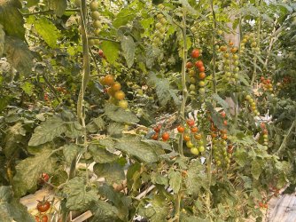 IMG_4855.jpeg IMG_4855.jpeg