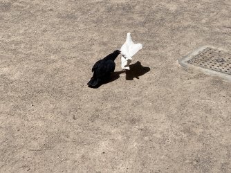 IMG_2562.jpeg IMG_2562.jpeg