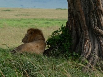 PANA2346 (Custom).JPG