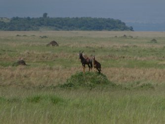 PANA2365 (Custom).JPG