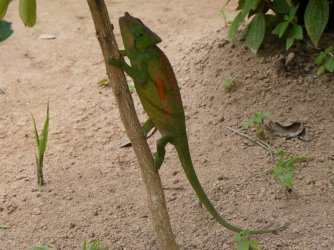 PANA3532 (Custom).JPG PANA3532 (Custom).JPG