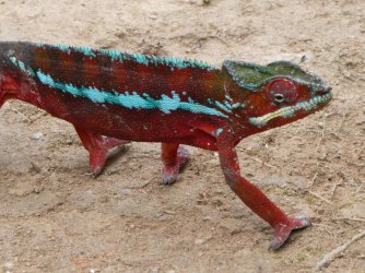 PANA3535 (Custom).JPG PANA3535 (Custom).JPG