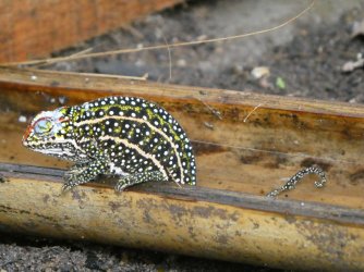 PANA3644 (Custom).JPG PANA3644 (Custom).JPG