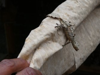 PANA3627 (Custom).JPG PANA3627 (Custom).JPG