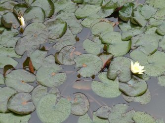 PANA3787 (Custom).JPG PANA3787 (Custom).JPG