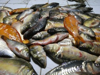 PANA4347 (Custom).JPG PANA4347 (Custom).JPG