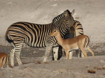 IMG_6149.jpeg IMG_6149.jpeg