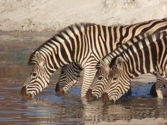 IMG_6159.jpeg IMG_6159.jpeg