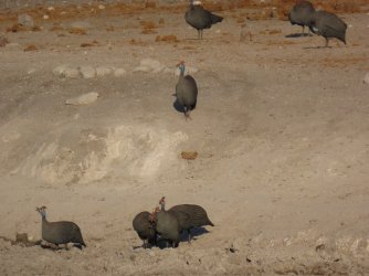 IMG_6160.jpeg IMG_6160.jpeg