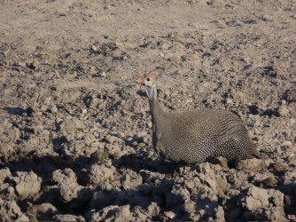 IMG_6162.jpeg IMG_6162.jpeg