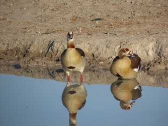 IMG_6156.jpeg IMG_6156.jpeg