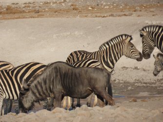 IMG_6151.jpeg IMG_6151.jpeg