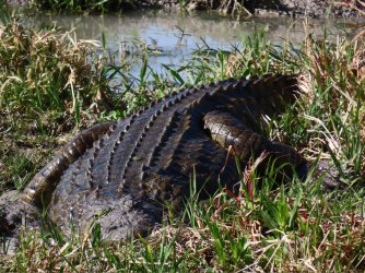 IMG_6234.jpeg IMG_6234.jpeg