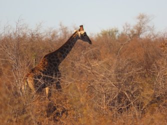 IMG_6351.jpeg IMG_6351.jpeg