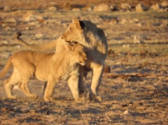 IMG_6368.jpeg IMG_6368.jpeg