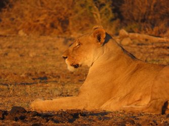 IMG_6375.jpeg IMG_6375.jpeg