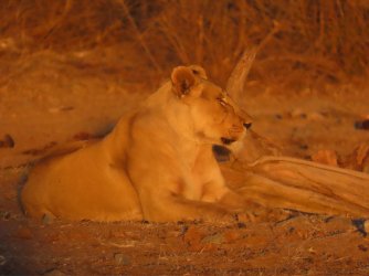 IMG_6382.jpeg IMG_6382.jpeg